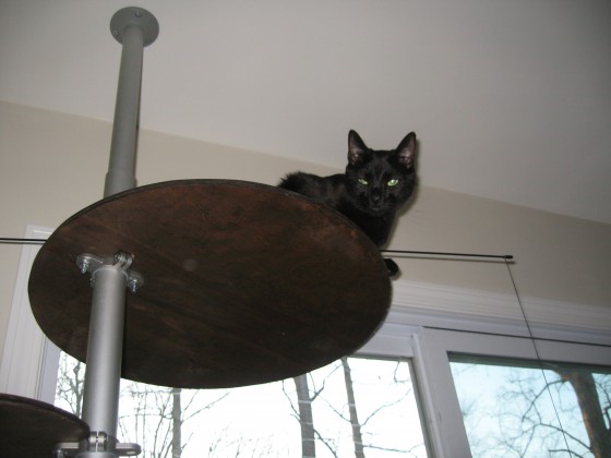 chaucer is not amused