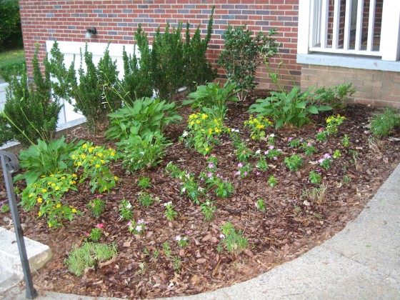 Garden in June Garden in June